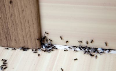 Ant Control Service in Katy, TX