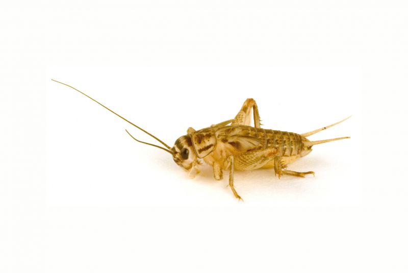 Cricket Control Service in Denton, TX