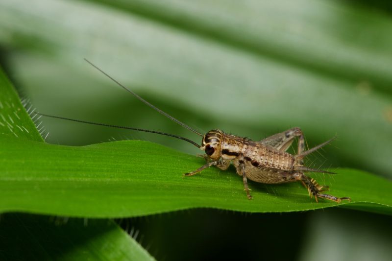 Cricket Control Service in New Braunfels, TX