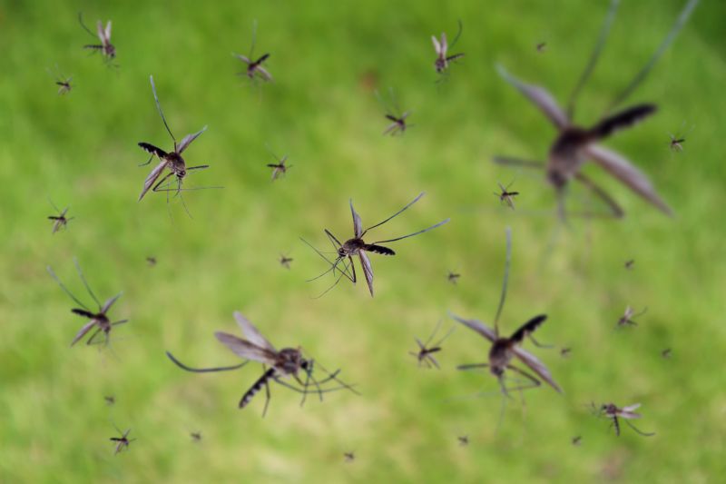 Mosquitoes Pest Control in Denton, TX