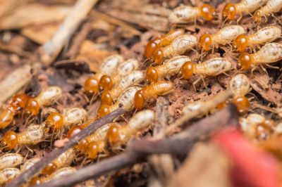 Termites Extermination in Katy, TX
