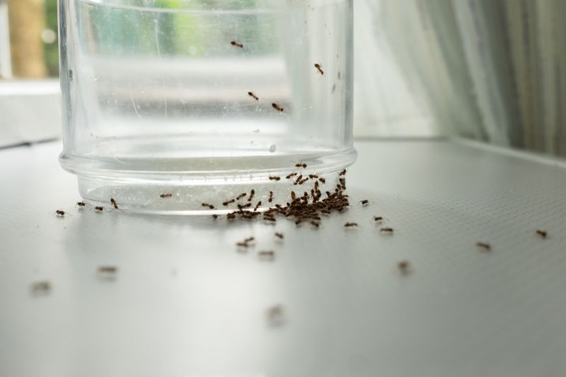 Ants Extermination Service in Denton, TX