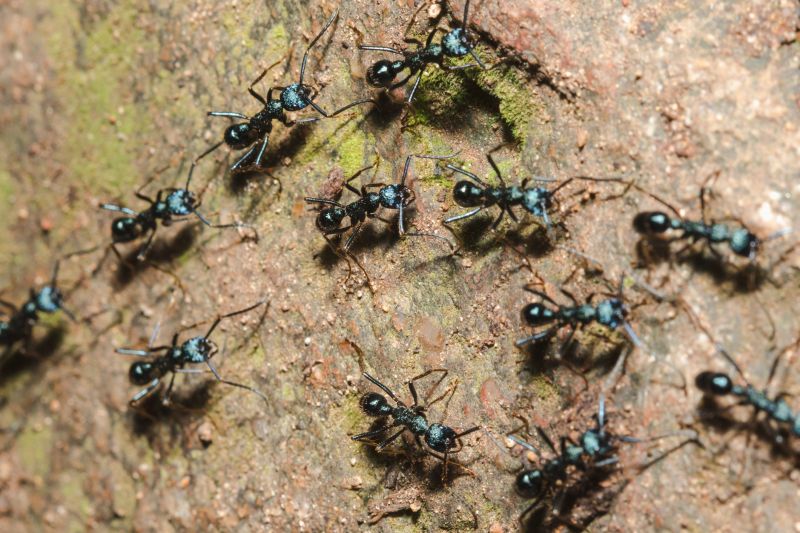 Black Ant Extermination in Frisco, TX