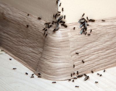 Black Ant Extermination in Frisco, TX