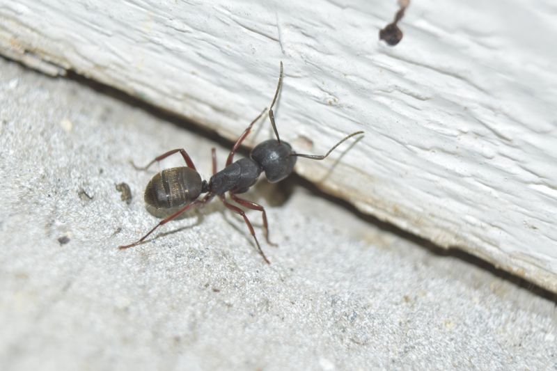 Black Ant Extermination in Mckinney, TX