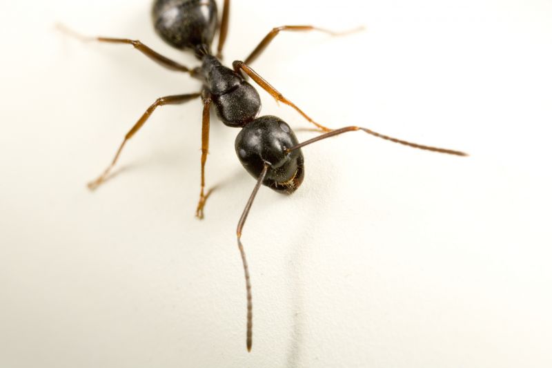 Black Ant Extermination in New Braunfels, TX