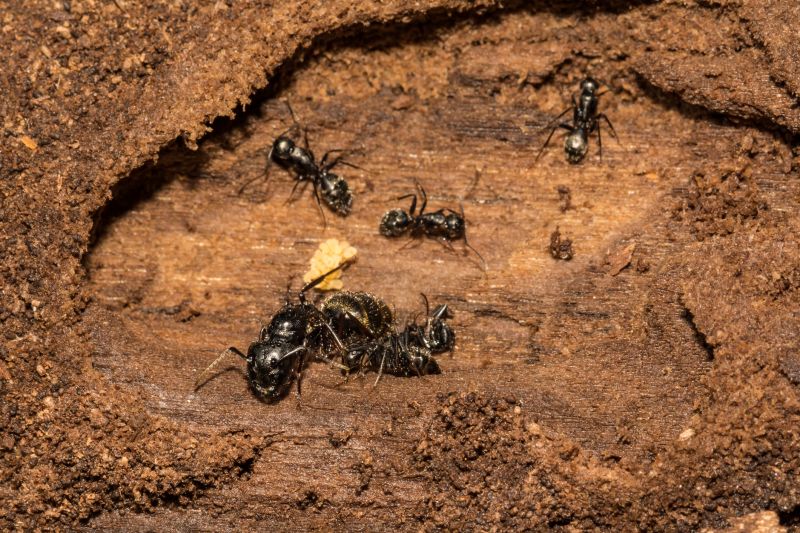 Black Ant Extermination in Rockwall, TX