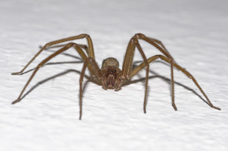 Brown Recluse Extermination in Rockwall, TX