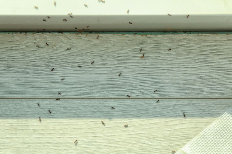Carpenter Ant Extermination in Arlington, TX