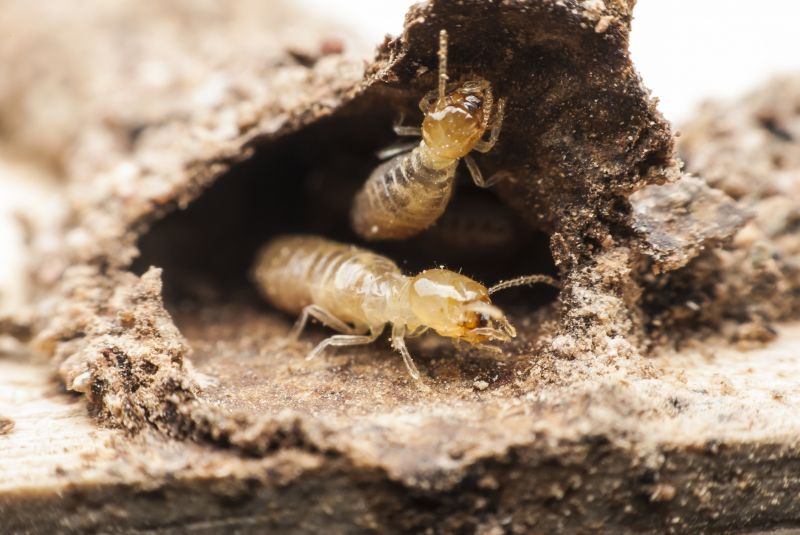 Commercial Termite Treatment in Katy, TX