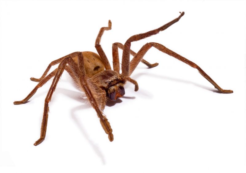 Common Spiders Extermination in Rockwall, TX