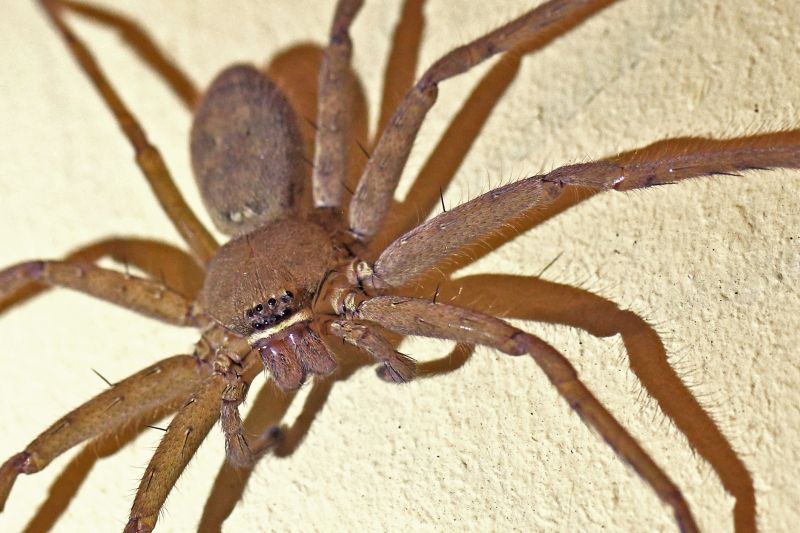 Common Spiders Extermination in Mckinney, TX