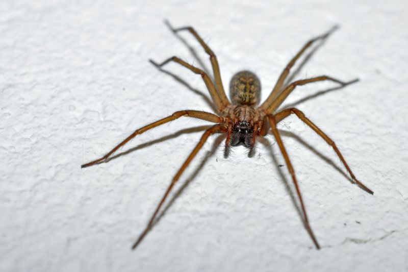 Common Spiders Extermination in New Braunfels, TX