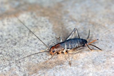 Cricket Control Service in Fort Worth, TX