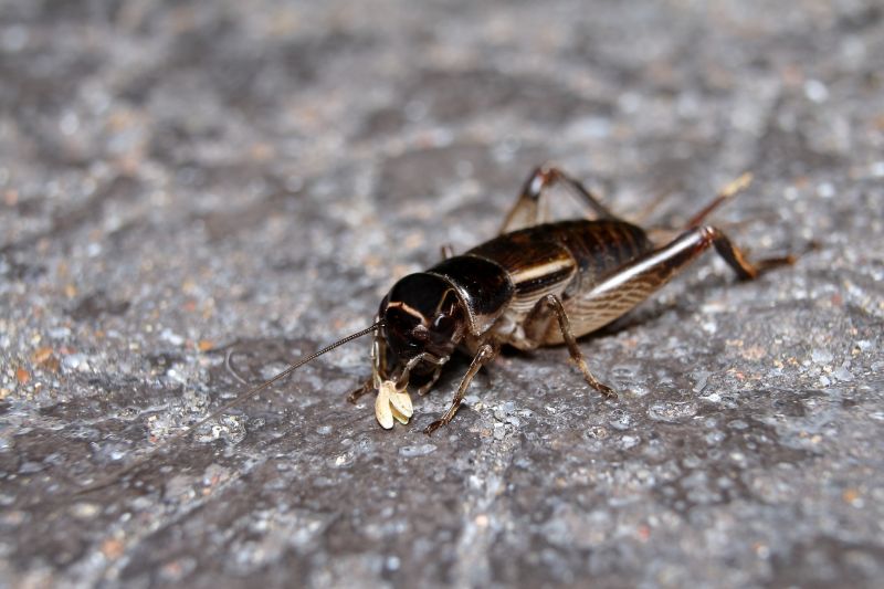 Cricket Prevention in Frisco, TX