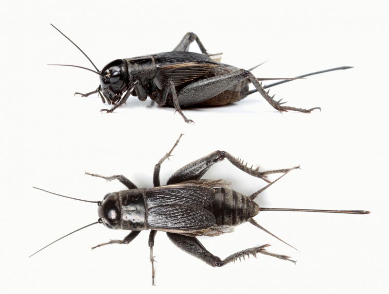 Cricket Prevention in Frisco, TX