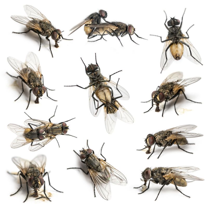 Fly Control Service in Katy, TX