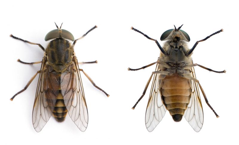 Fly Extermination in Fort Worth, TX