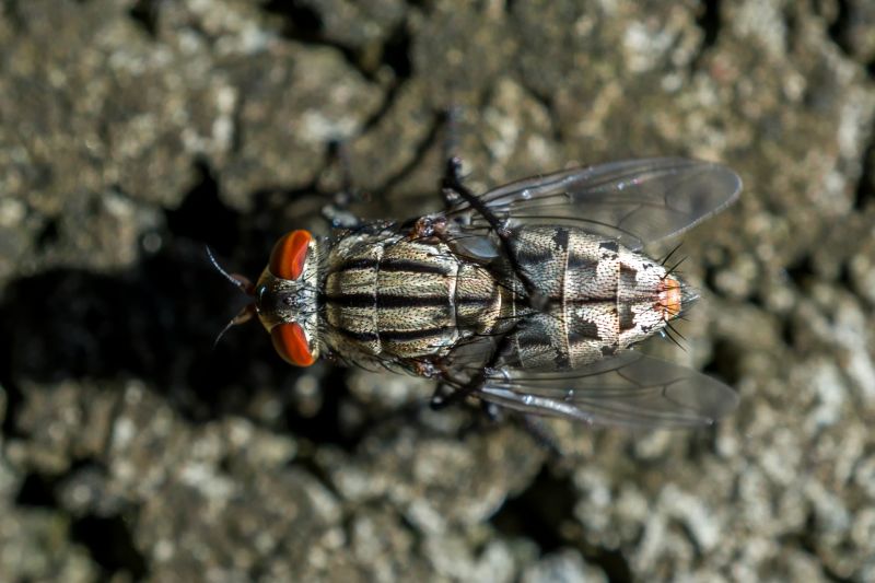 Fly Extermination in Denton, TX