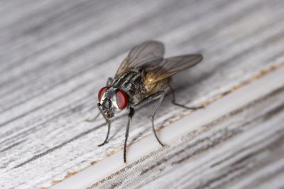 Fly Infestation Extermination in Rockwall, TX