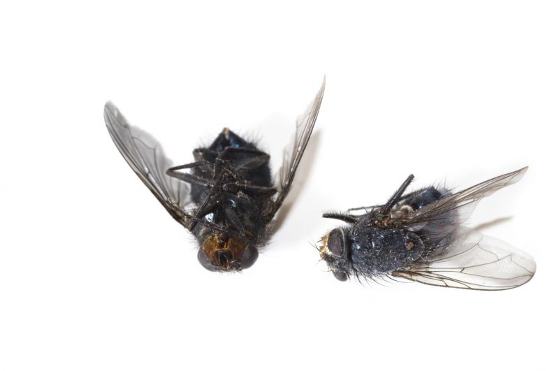 Fly Infestation Extermination in Fort Worth, TX
