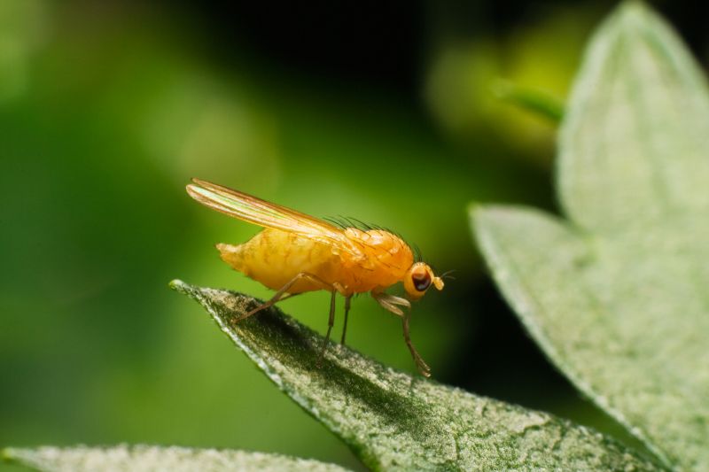 Fly Pest Control in Mckinney, TX
