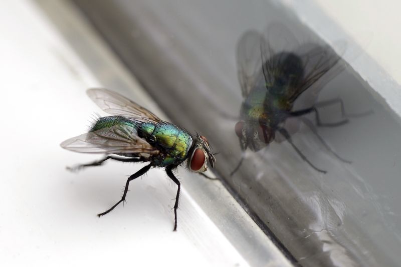 Fly Pest Control in New Braunfels, TX