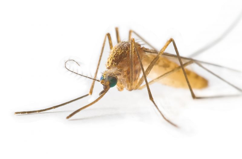 Fly Pest Control in Arlington, TX