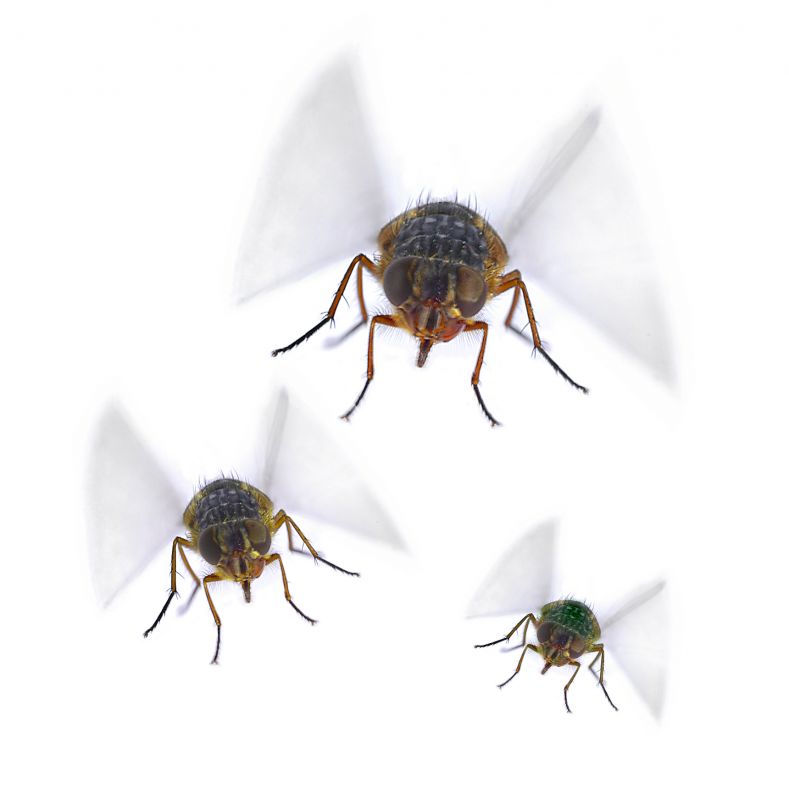 Fly Pest Control in Rockwall, TX