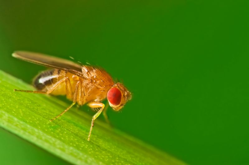 Fruit Fly Extermination in Denton, TX