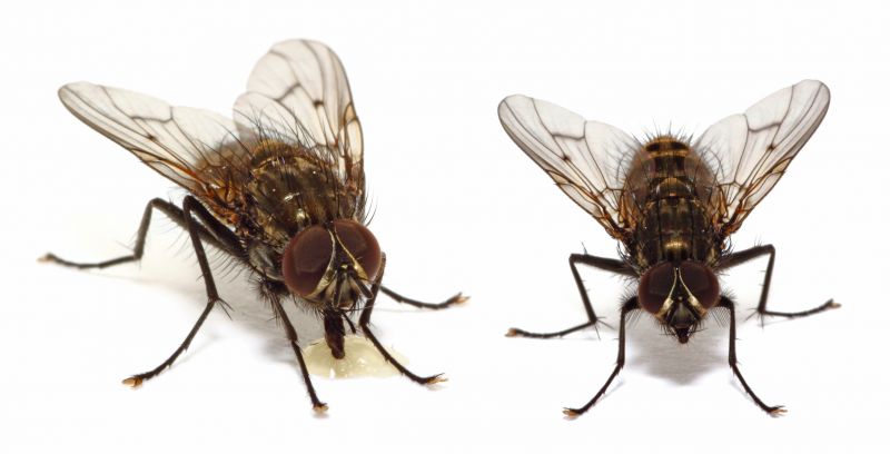 Fruit Fly Extermination in Katy, TX
