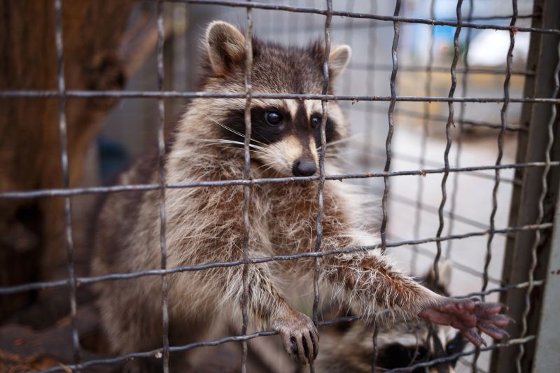 Racoon Removal detail
