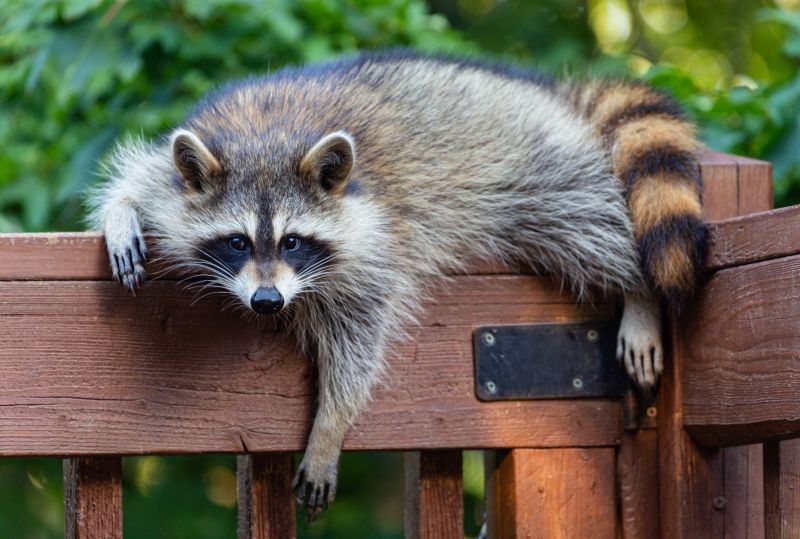 Racoon Removal detail