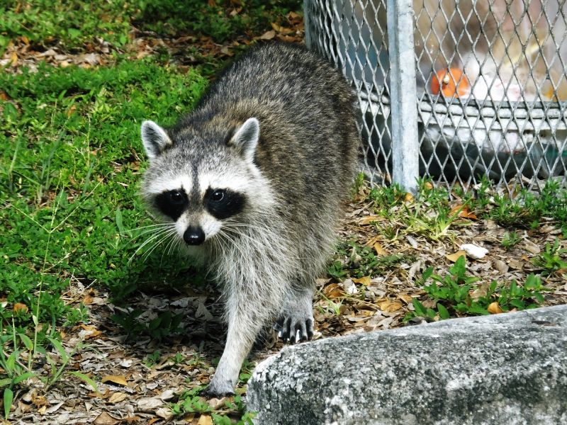 Racoon Removal detail
