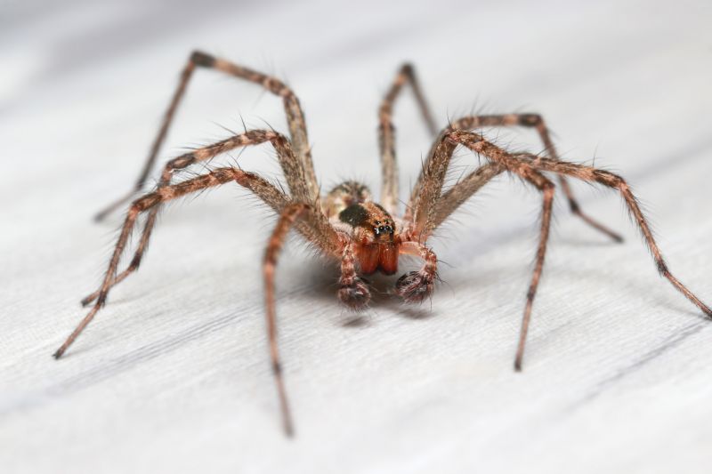 Hobo Spider Extermination in Frisco, TX