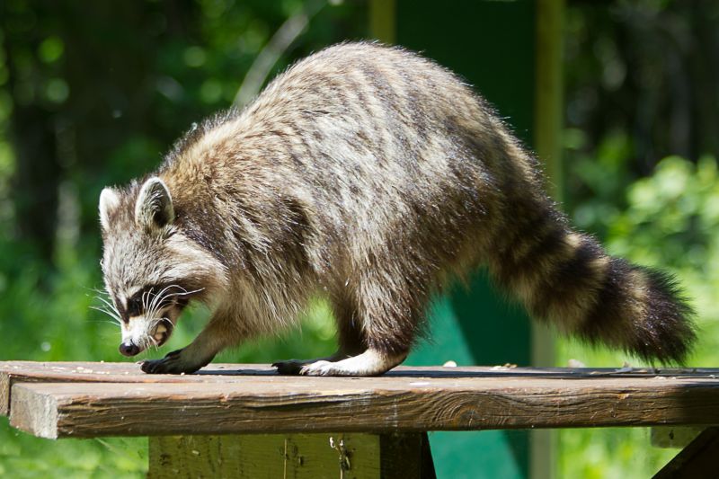 How Raccoons Cause Damage To Homes