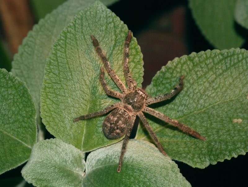 Huntsman Spider Extermination in Denton, TX