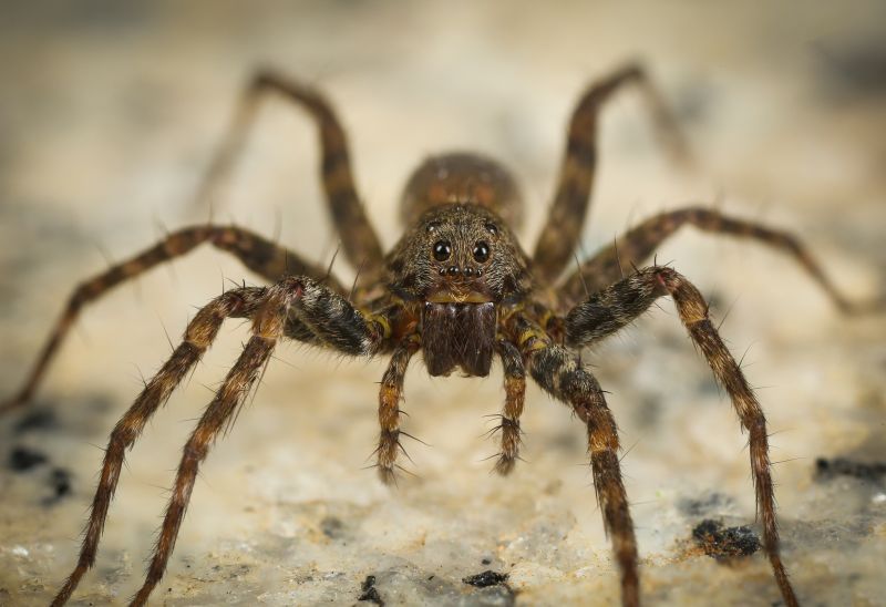 Huntsman Spider Extermination in Rockwall, TX