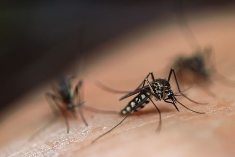 Mosquito Control Service in Mckinney, TX