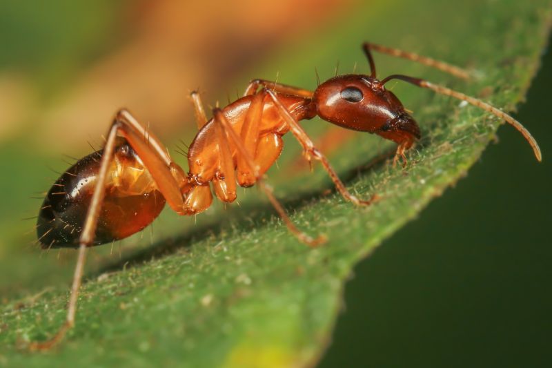 Red Ant Extermination in Arlington, TX