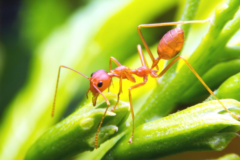 Red Ant Extermination in Mckinney, TX