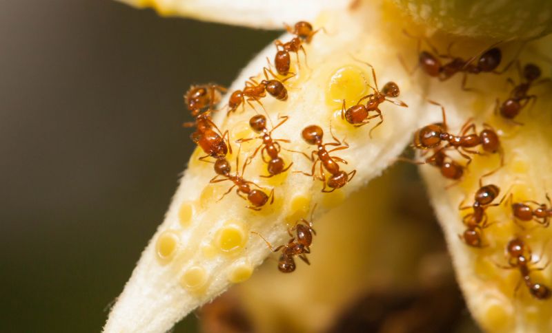 Red Ant Extermination in Denton, TX