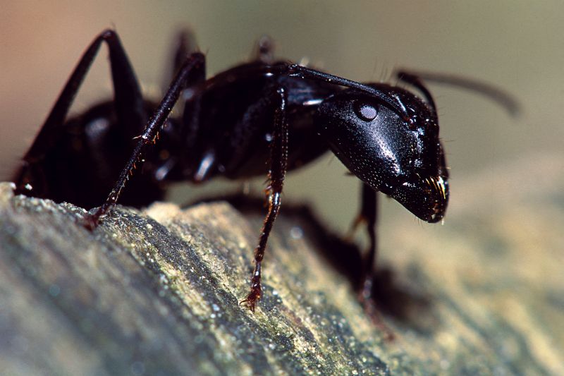 Red Ant Extermination in Rockwall, TX