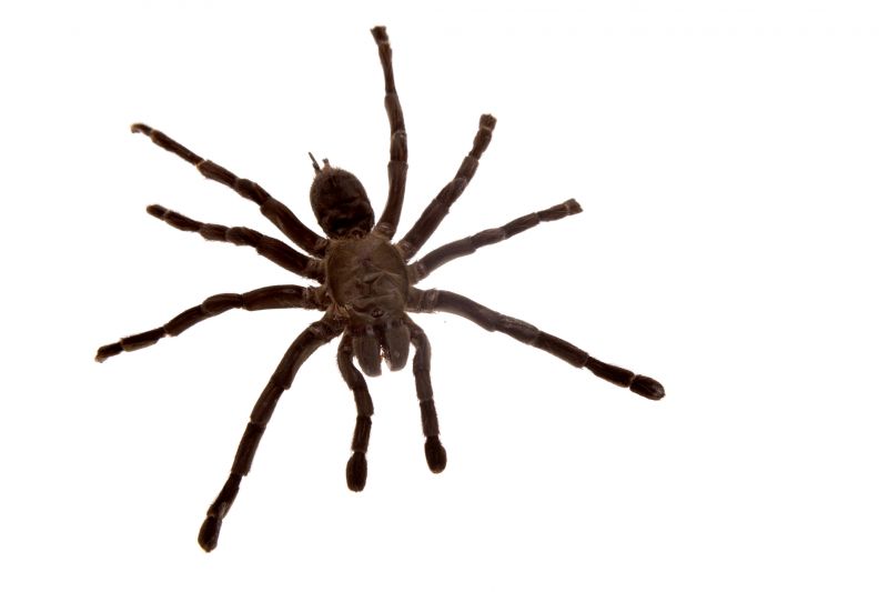 Spider Control Service in Katy, TX