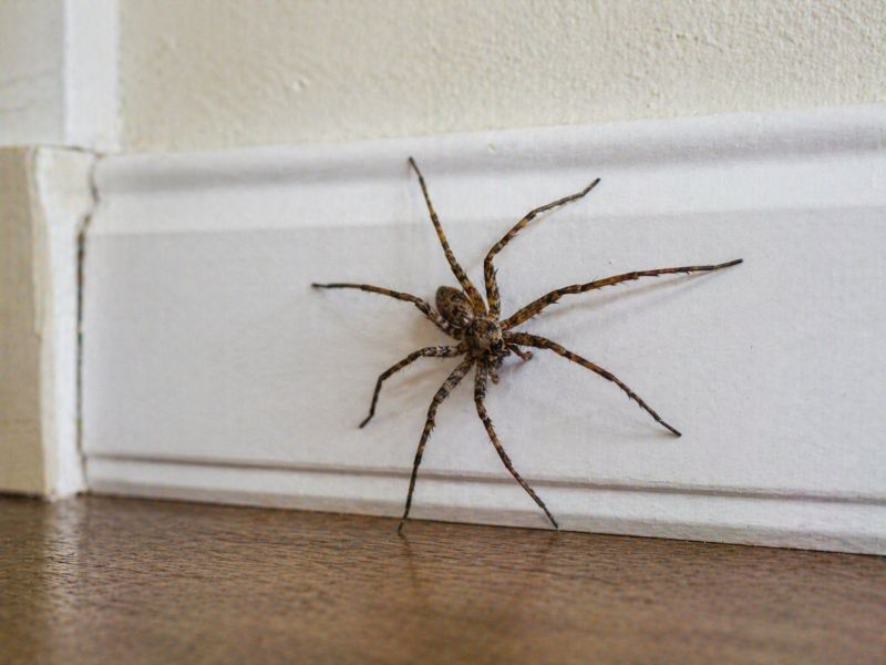 Spider Extermination Service in Fort Worth, TX