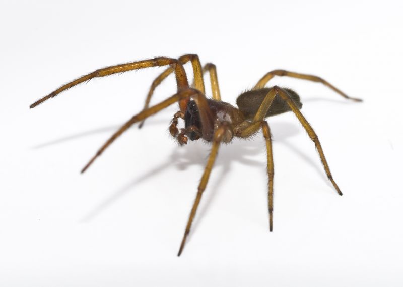 Spider Extermination Service in New Braunfels, TX