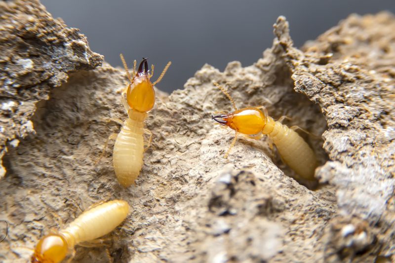 Termite Fumigation in Katy, TX