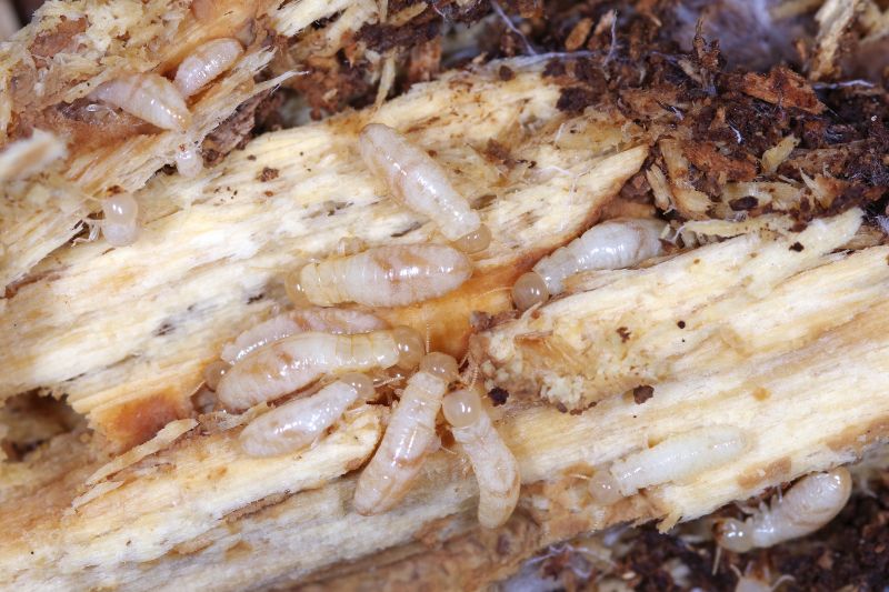 Termite Infestation Service in Frisco, TX