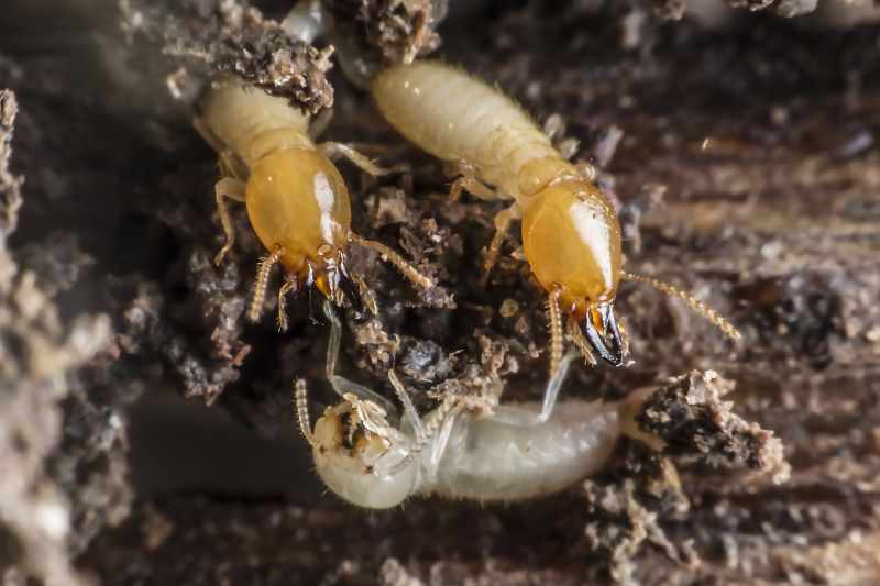 Termite Prevention in Katy, TX