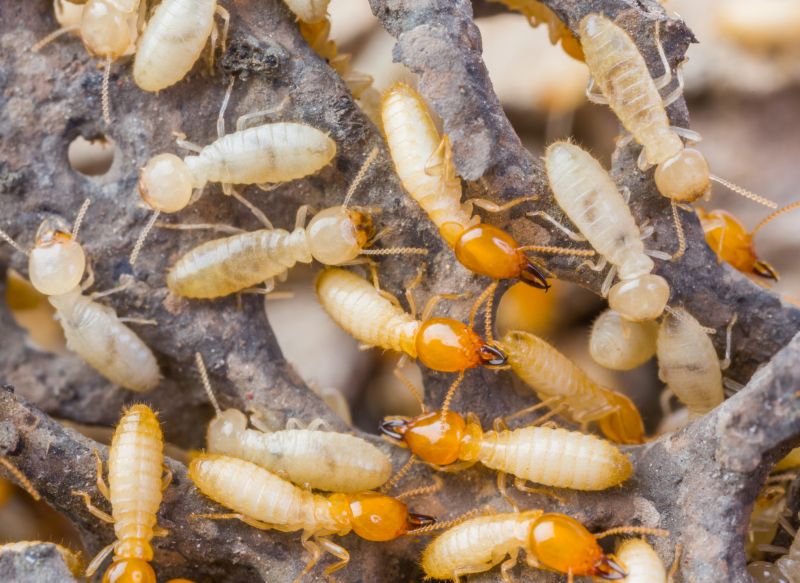 Termite Service in Katy, TX